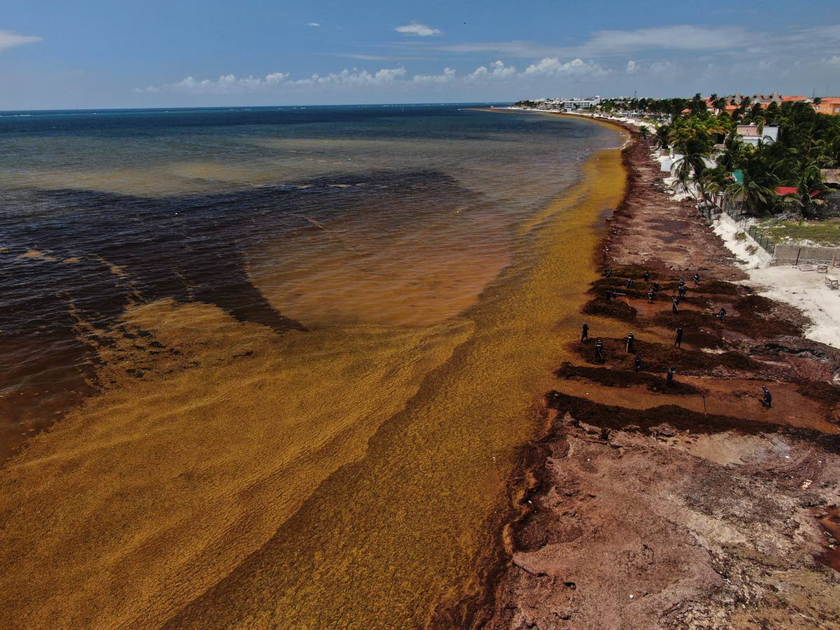 Members of the Mexican Navy remove sargassum that accumulated along the shore of Puerto Morelos, Mexico, last Thursday.