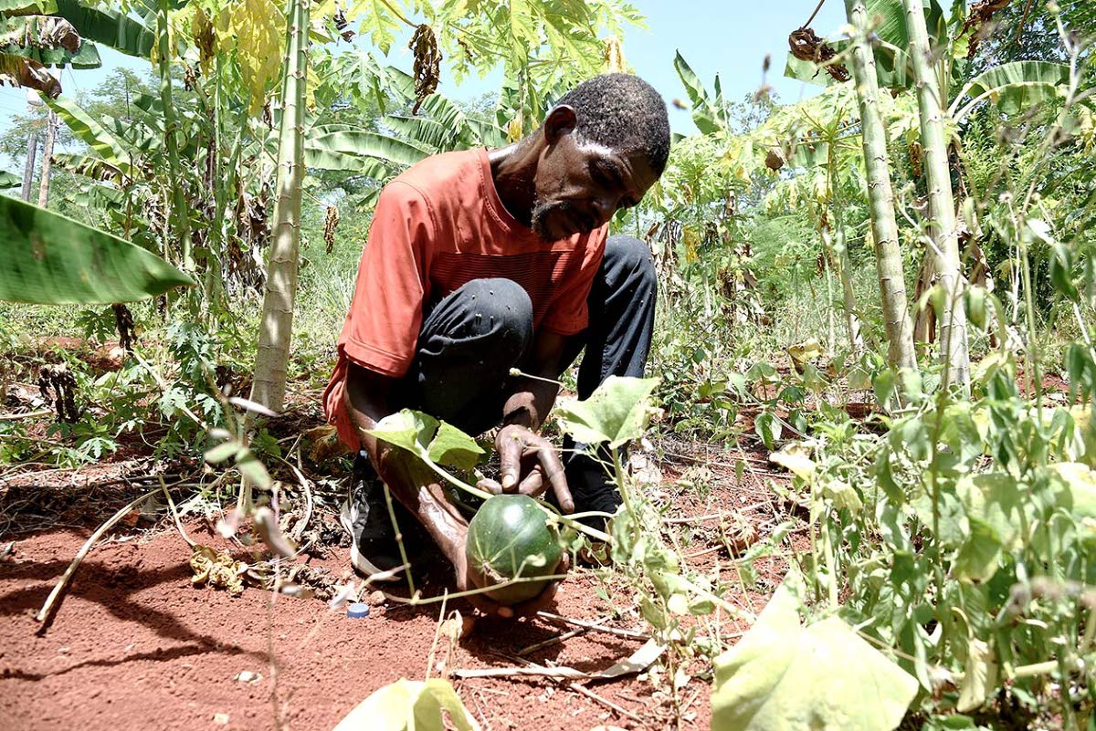Robert Douglas, farmer from Top Mountain, Kitson Town, St Catherine.