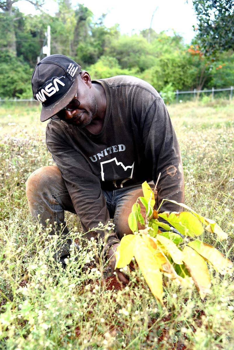 Kevin Smith, a farmer in Dover, St Catherine, examines a drought-affected crop on his farm. 