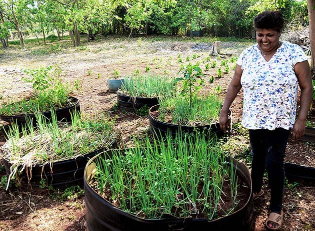 Suzette Levy smiles beside a thriving escallion patch amid drought conditions that have devastated much of her farm in St Catherine. 