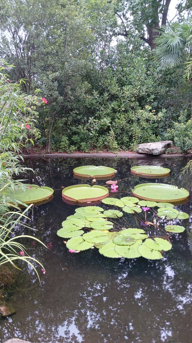 
Lilies floating on the water. Photo taken at Atlanta Botanical Garden, Atlanta, Georgia.