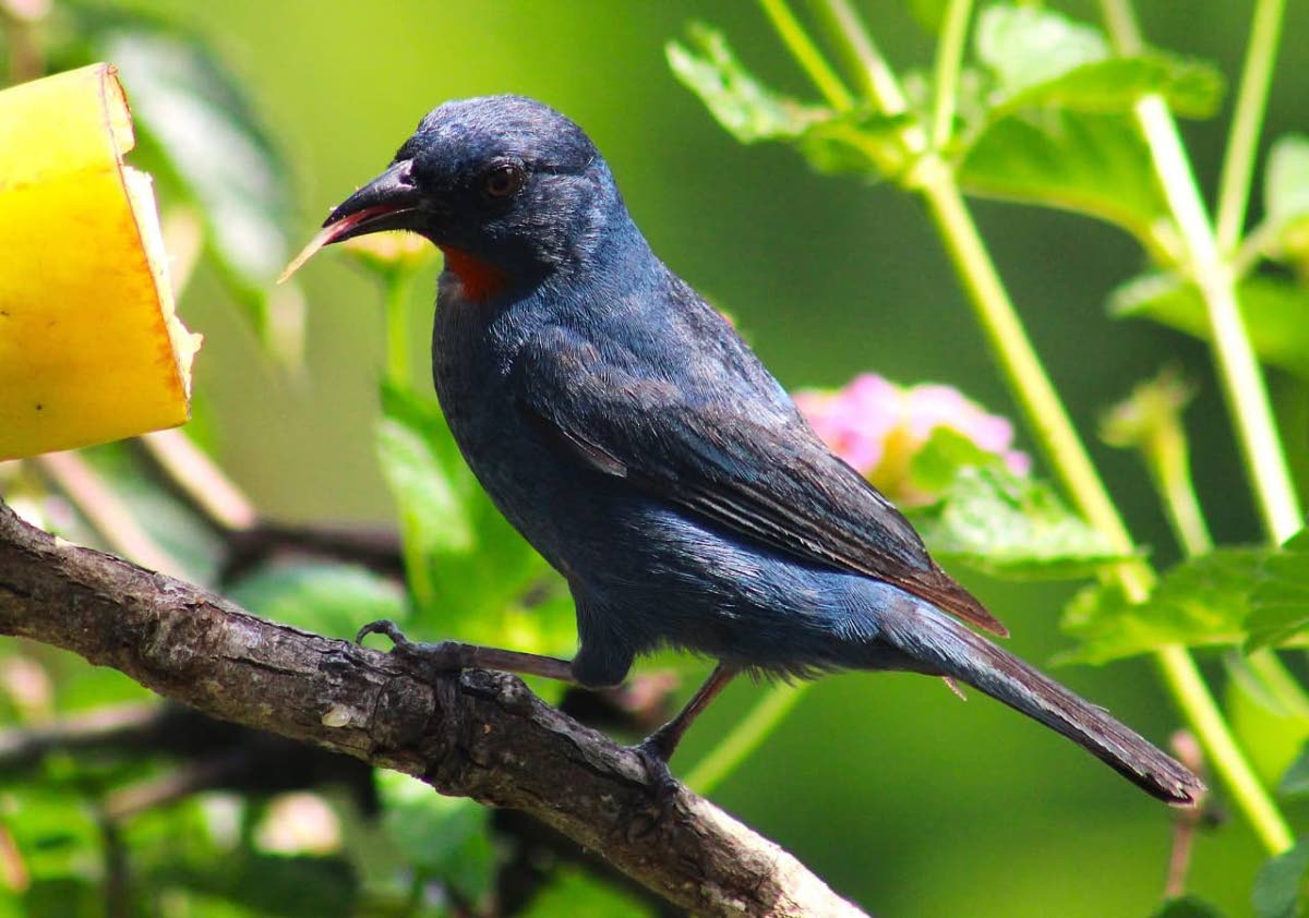 Jamaican endemic male orangequit feeding off a ripe banana at Ahhh Ras Natango.