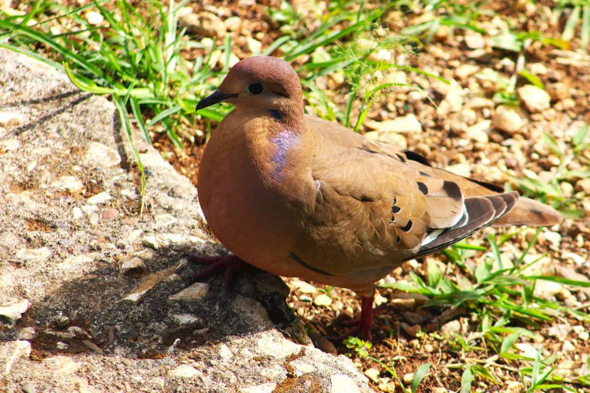 A pea dove.