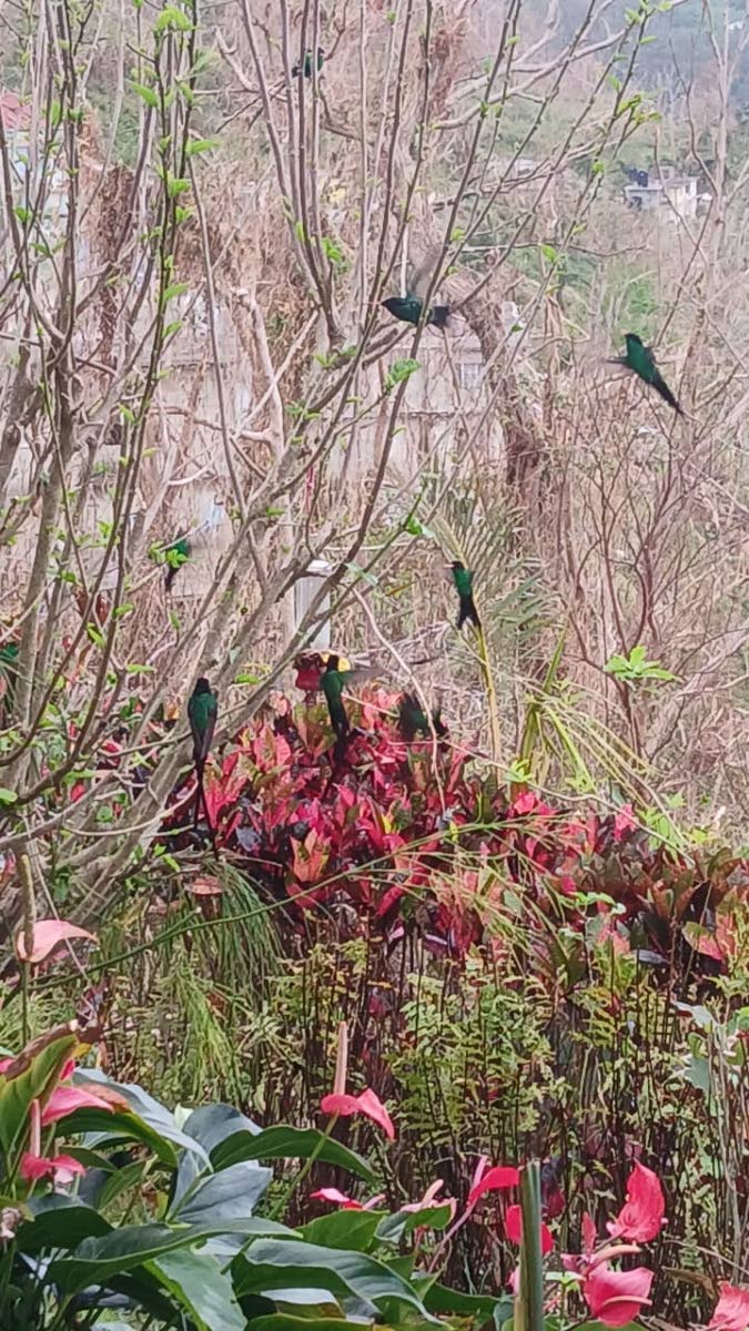A small colony of birds eating together.