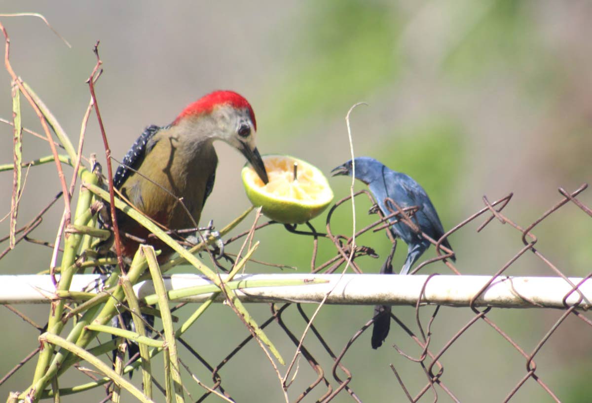 Birds eating oranges at Ahhh Ras Natango.