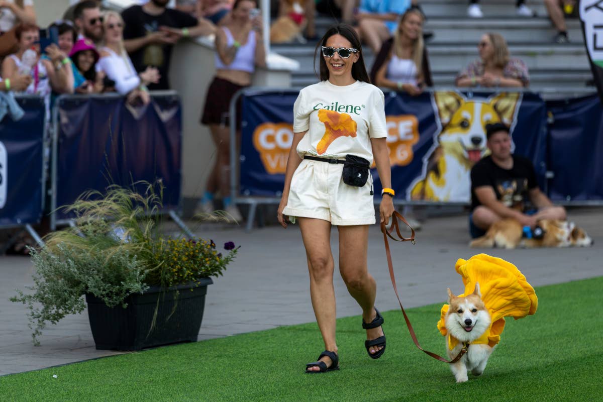 A corgi participates in a fashion show during a international event Corgi Race Vilnius 2026 in Vilnius, Lithuania.
