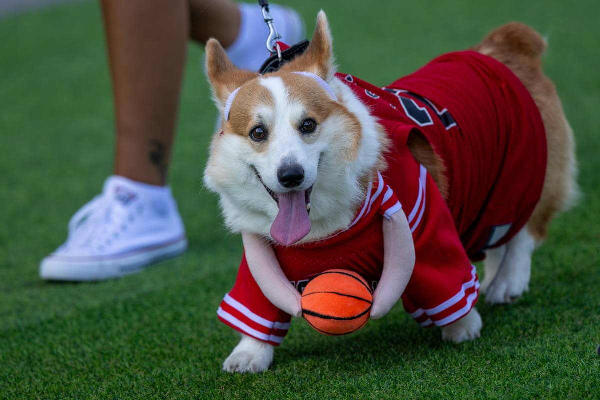 A corgi ‘basketballer’ was among those on parade.