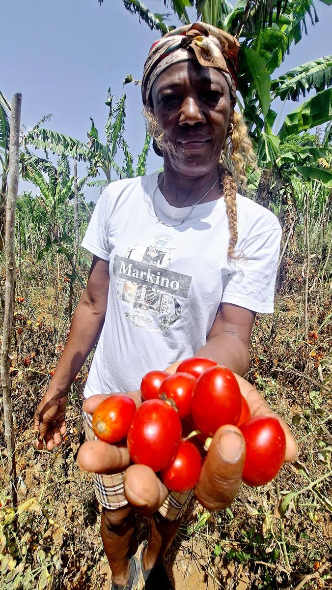 Dorreth Hemans, of Guys Hill, shows the tomatoes she salvaged from her farm.