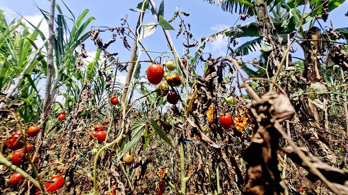 Drought conditions leave tomatoes on Donneth Hemans’ backyard farm scorched.