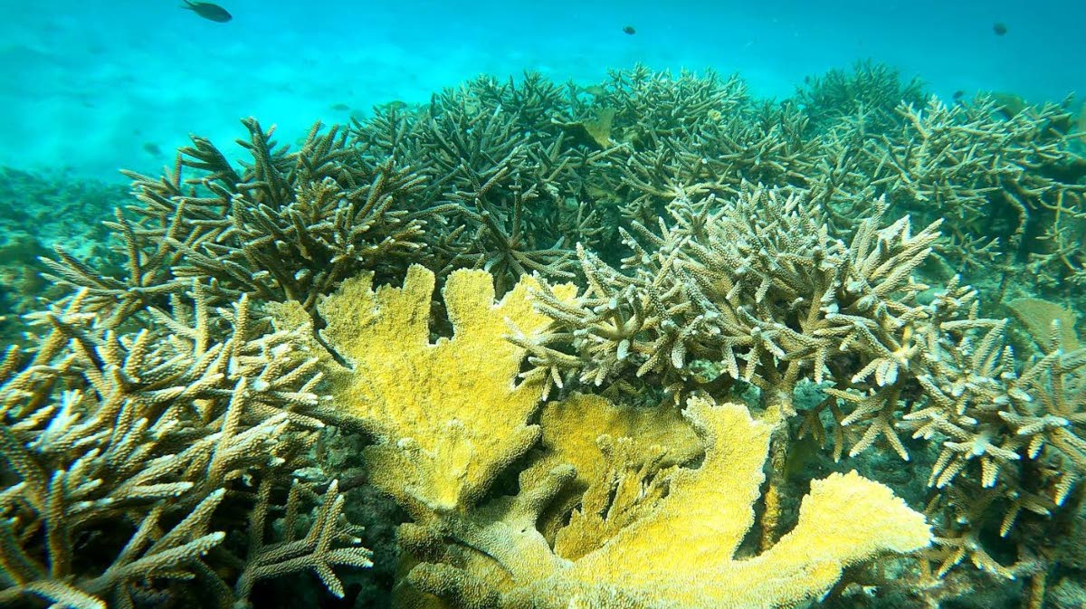 Elkhorn and staghorn corals once dominated Caribbean reefs. 