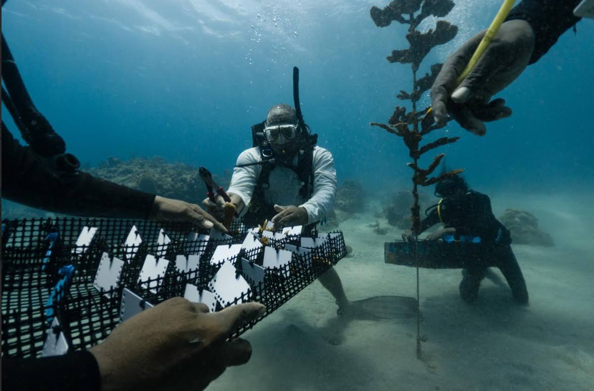 Scientists monitor coral fragments in St Lucia. Photos: CLEAR Caribbean