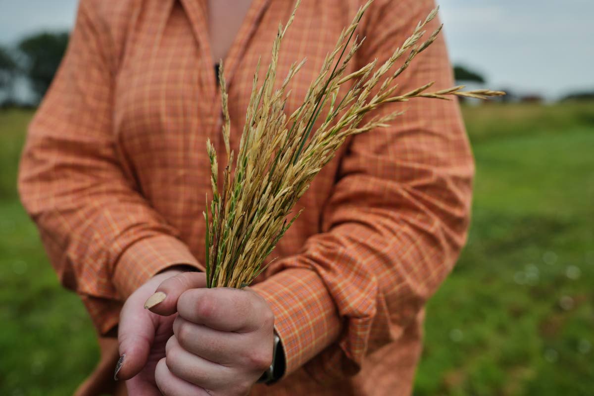 Skyler Grove holds a bundle of Kernza, Tuesday, July 28, 2026, at The Land Institute in Salina, Kansas.