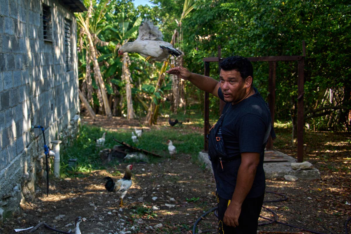 Liexer De La Cruz interacts with his chickens at home.