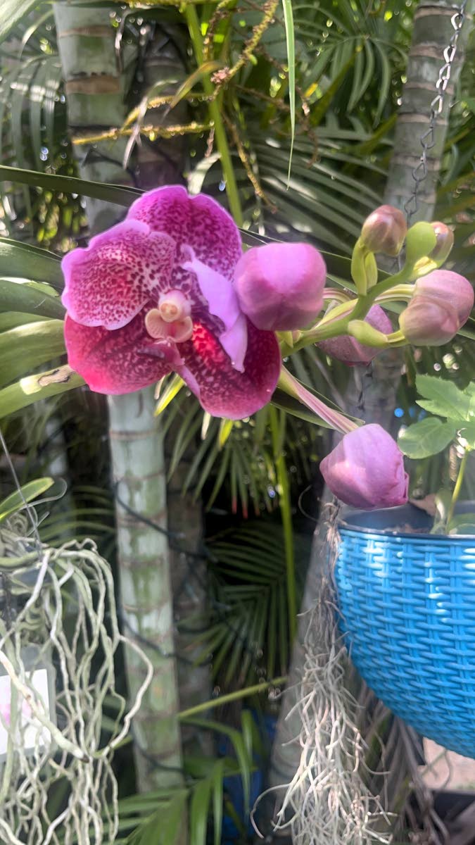 
In the garden an Orchid blooms.
