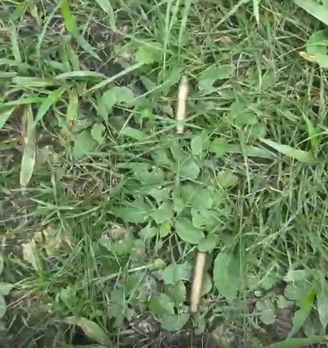 Spents shells reportedly left behind by the INDECOM investigators.
