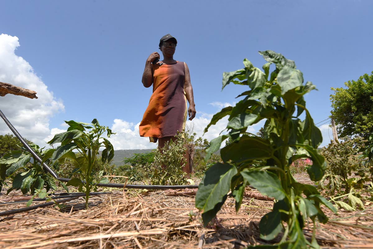 Angella Jones, farmer in Flagaman district, St Elizabeth, looks at crops that have been blighted in the field by an ongoing drought and extreme heat.