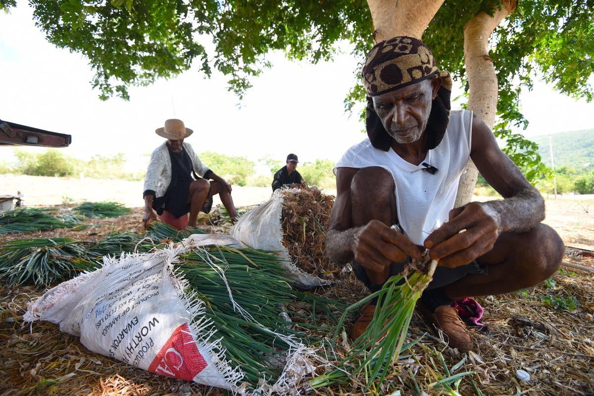 Trevor Dixon prepares escallion for planting in Woodside district, Ballards Valley in St Elizabeth, despite the drought conditions impacting the island.
