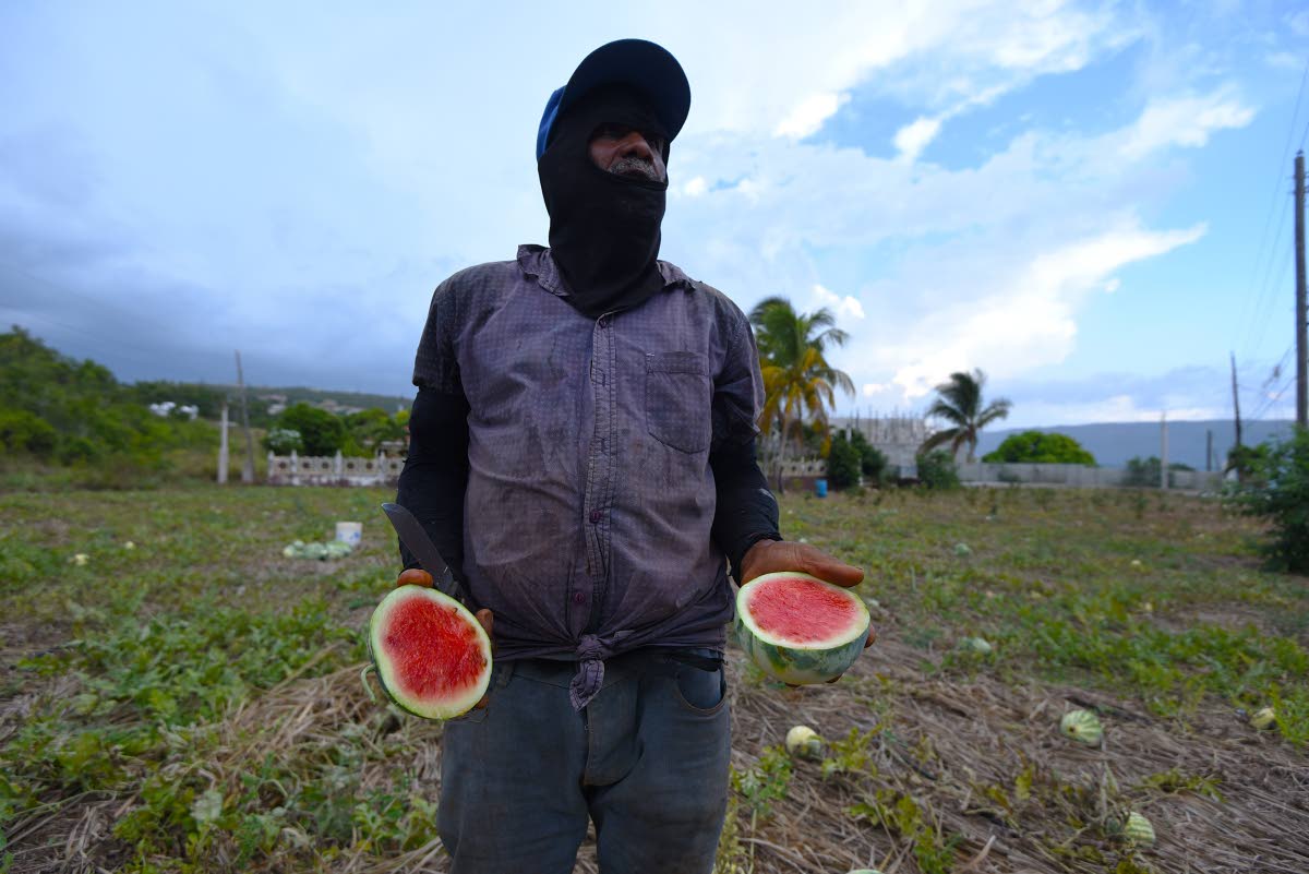 Farmer Paul Martin tries to salvage melons from his field in Bull Savanna, St Elizabeth after his melon crop was blighted by drought conditions and extreme heat. 