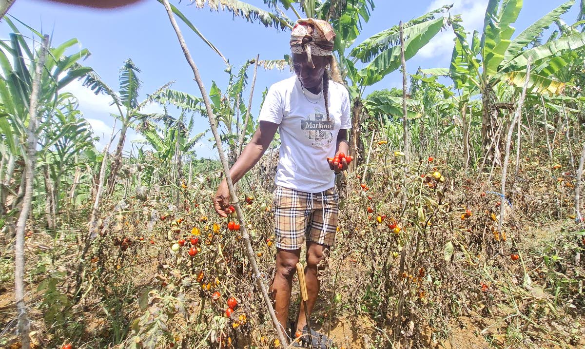 Dorreth Heman, female Farmer in Waterford, Guys Hill, tries to salvage tomatoes from her field.  She says the drought has affected her entire farm forcing her to purchase food that she normally produced.
