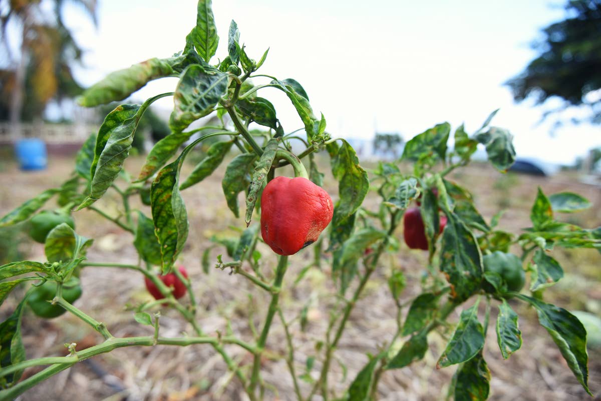 Sweet Pepper blighted by drought and extreme heat on a farm in Bull Savannah, St. Elizabeth