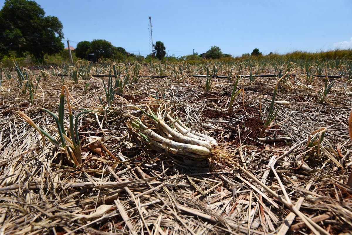 Crops damaged from drought and extreme heat in Flagaman district, St Elizabeth.