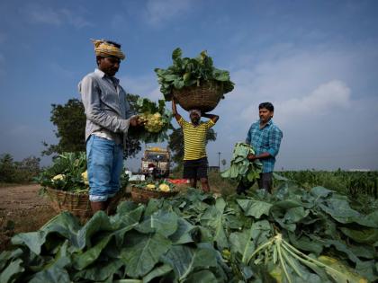 Farmworkers pack freshly harvested cauliflowers at a farm in Pedavuppudu village, Guntur district of southern India’s Andhra Pradesh state.