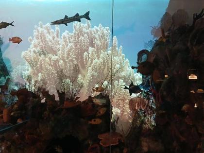 The ‘aquarium’ is the piece de resistance inside the Natural History Museum of Jamaica Exhibition Gallery.