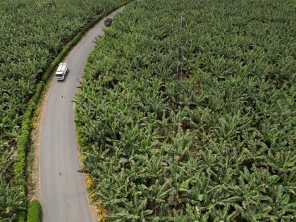 In this August 15, 2023 photo, cars pass through the middle of a banana farm in Los Rios, Ecuador, which provides about 30 per cent of the world’s supply.