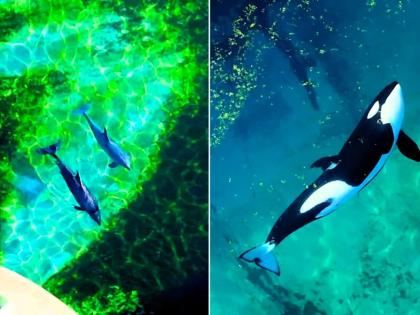 Wikie and Keijo, mother and son killer whales, at the closed theme park Marineland Antibes, France.