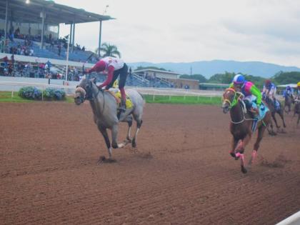 
MR SENATOR (left), ridden by Eric Haughton, wins the Front Runner Caymanas Park Announcers Trophy Division 2 ahead of pre-race favourite ZULU WARRIOR (Radesh Roman) over six and a half furlongs at Caymanas Park yesterday.