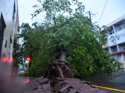 A section of Duke Street in downtown Kingston was yesterday impassable as a result of a downed tree blocking the road. 