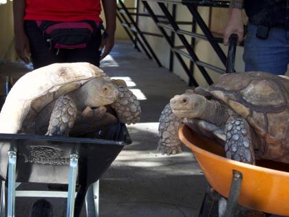 The cutest snapshot of the two African spurred tortoises being wheeled back to their enclosure.