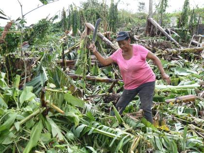 Cynthia Watt, from Lorrimers, Trelawny, chops fallen banana trees in her field that were blown down during the passage of Hurricane Melissa.