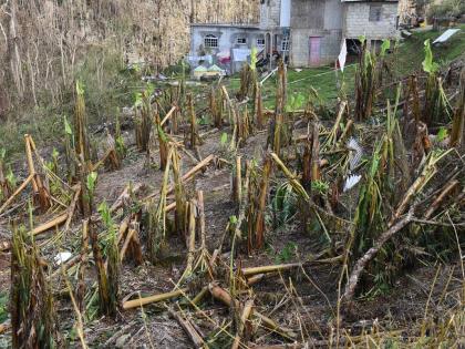 A banana and plantain field in Elderslie, St Elizabeth, that was wiped out by Hurricane Melissa.