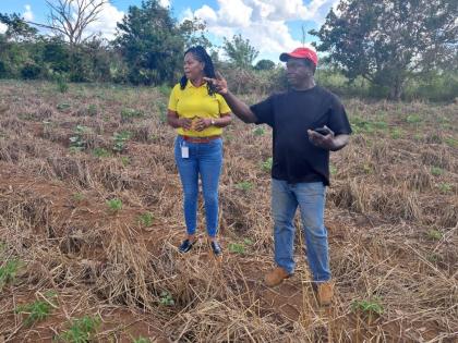 Devon Carridice, a farmer from Toll Gate in Clarendon, shows Ann-Marie Williams-Swaby, client relations manager at JN Bank Small Business Loans, the damage done to his farm by Hurricane Melissa.