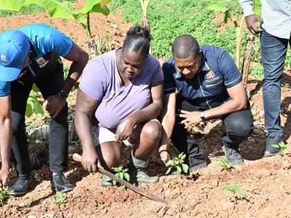 Farmer Collette Gordon of Bonnett district, St Catherine, shows her crop to Garnet Edmondson (left), CEO of the Rural Agricultural Development Authority, and Agriculture Minister Floyd Green during a RADA field tour in Guys Hill, St Catherine, on Thursday.