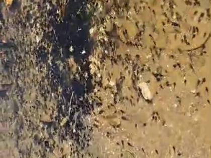 A screengrab from the video showing thousands of tadpoles swimming in the groundwater in Content, Manchester.