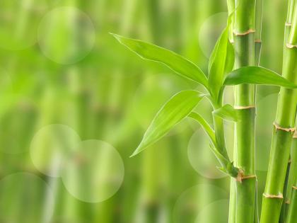 Bamboo plants