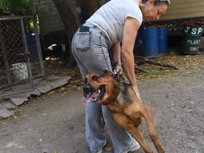 
Pamela Lawson, managing director of the Jamaica Society for the Prevention of Cruelty to Animals, shares a playful moment with a dog at one of the organisation’s facilities.