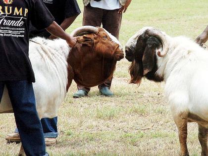 In this file photo, a champion Boer ram goat (left) knocks heads with a champion ram sheep at the Denbigh Agricultural Show in Clarendon.