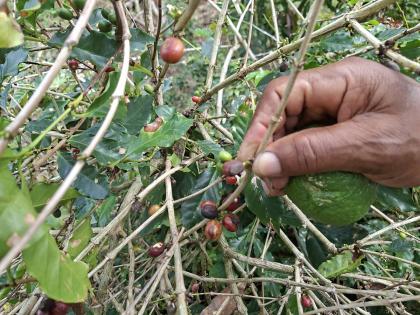 Coffee beans  that got damaged during the passage of Hurricane Melissa in Spring Hill, Portland.