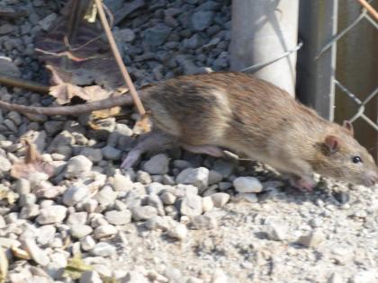 The rodent control programme will start from the clock tower on Barnett Street.