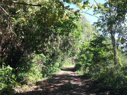 Trees offer a variety of ecosystem services.