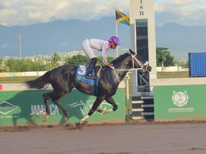 
AMERICAN AVIATOR, ridden by Tevin Foster, wins the four-year-old and over Restricted Allowance Stakes ninth race over seven furlongs at Caymanas Park yesterday.