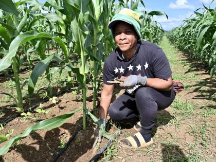 Annette Graham, weeds out sweetcorn on ESL farm in Spring Plains, Clarendon, during a recent Sunday Gleaner visit to agro parks in Clarendon.