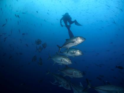 Bigeye trevally fish swim against the current at Wolf Island, Ecuador in the Galapagos.
