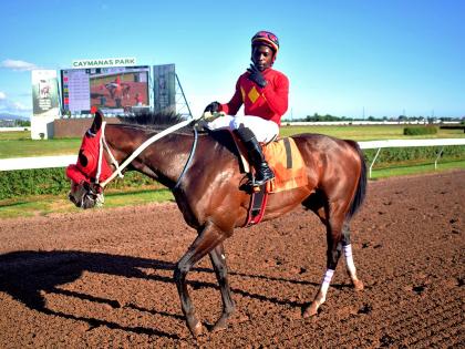 PACK PLAYS, with Christopher Mamdeen aboard, walks to the winner’s enclosure after capturing the Eileen Cliggott Memorial Trophy over 6 1/2 furlongs at Caymanas Park on Saturday, January 31, 2026.