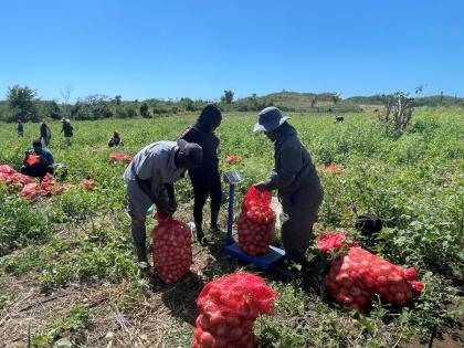 Workers reaping the first crop of onions since the passage of Hurricane Melissa on Andre Dyer’s five-acre onion farm in Mountainside, St Elizabeth, on February 16.