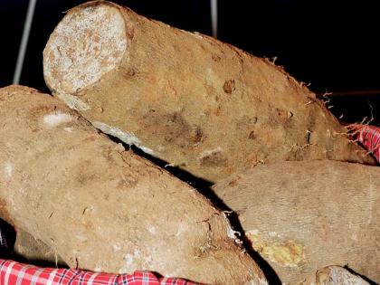 Jamaica exported over US$50 million worth of yams in 2023, with approximately 70 per cent of that production coming from South Trelawny.