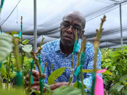 Locksley Waites, fruit tree crop specialist, tends to fruit crops at the Bodles Research Station in Old Harbour, St Catherine.